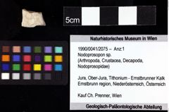 Foto (Objket + Etiketten) von Nodoprosopon sp. 